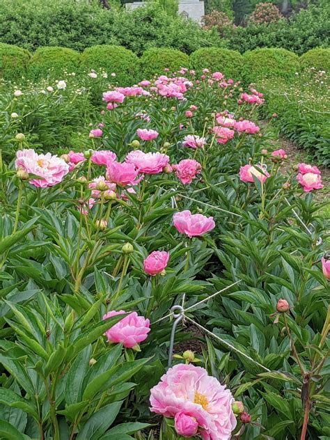 what is a herbaceous peonie